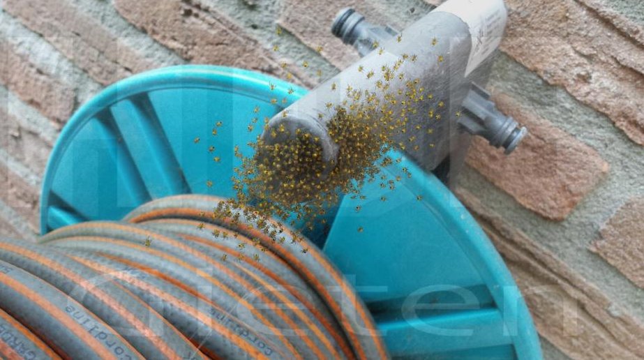 Spinnennest Spinnen nest