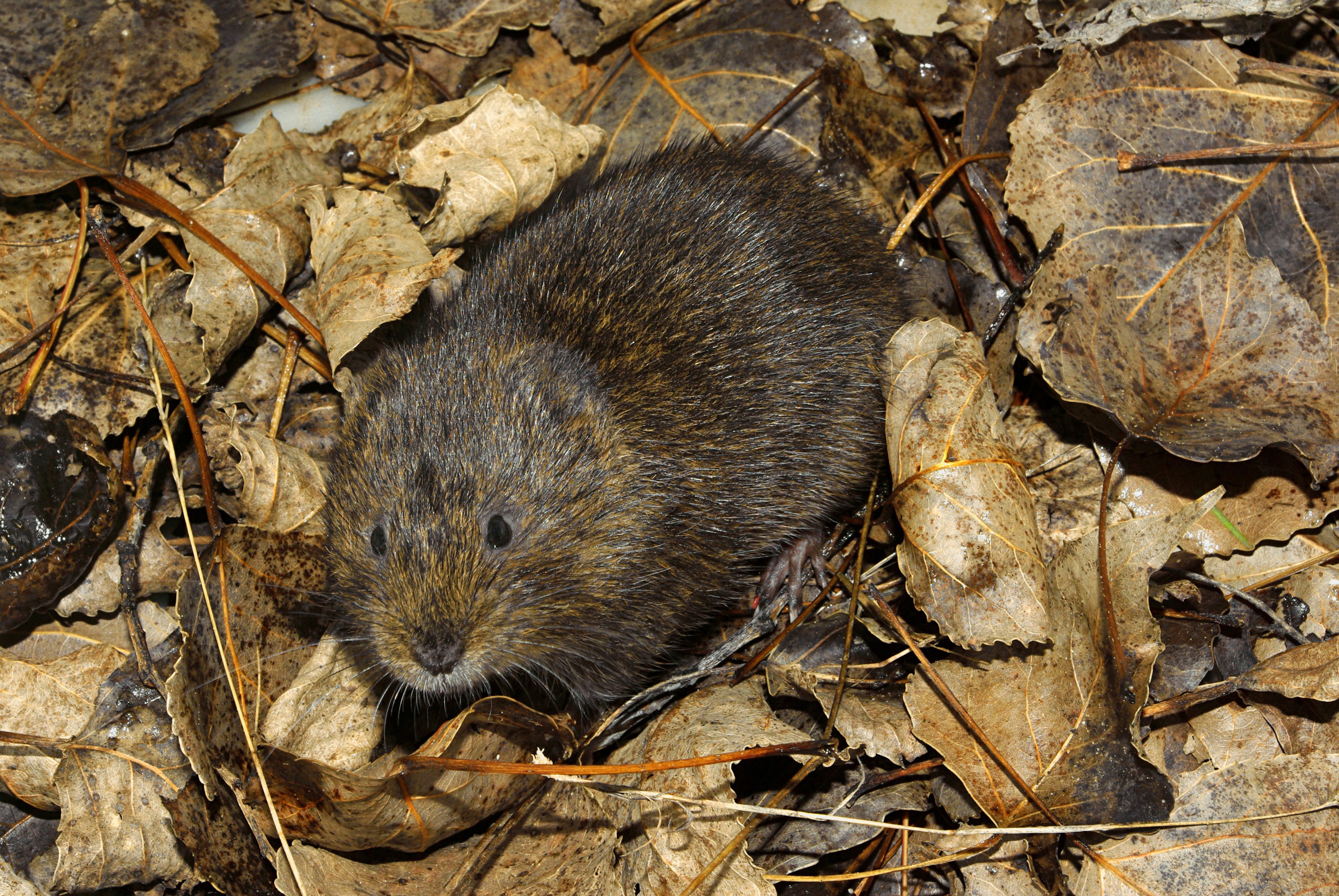 Woelrat Woelrat